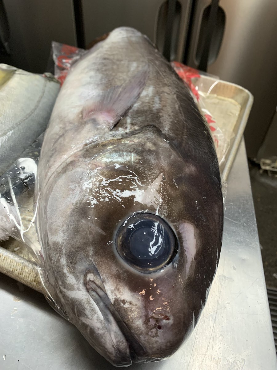 昨日、調理場で発見したカワイイ魚🐟 この魚、１歳で約30㎝、２歳で40㎝、４歳で60㎝ほどになるらしい。って事は、この子は3〜4歳位なのかなぁ〜 さて、どんな風にお料理されるのかしら⁇