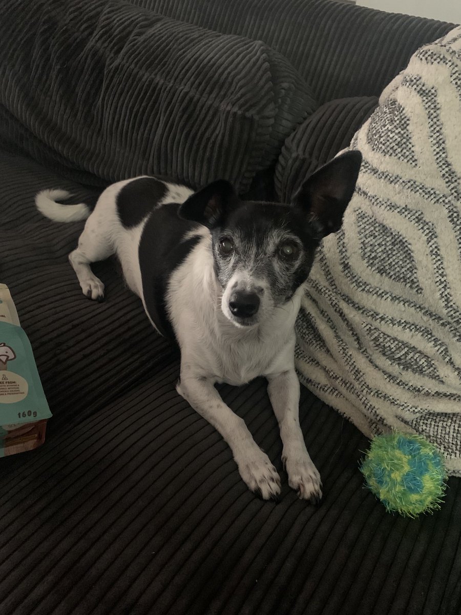 gwynniewen's tweet photo. It’s my birthday pals! I’m 13 today! https://t.co/IaKiXKPfJG