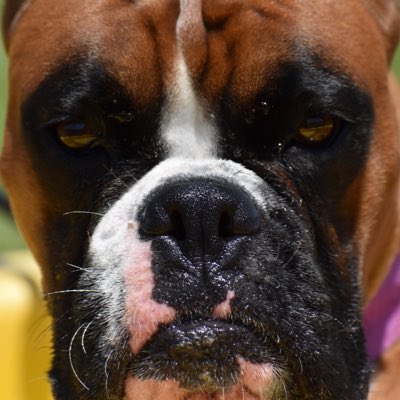 Boxers of Mercy tweet media