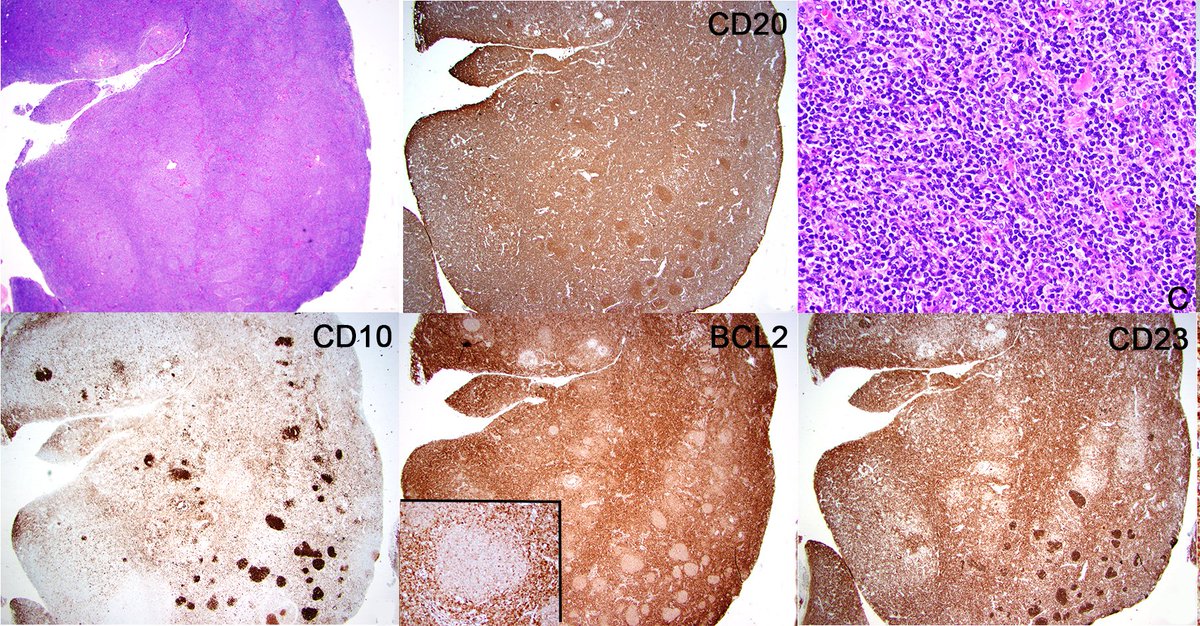 Francisco Vega tweet media