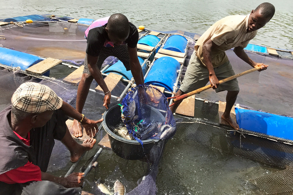 We are also on LinkedIn! Head over, follow our page and stay up to date with the latest aquaculture news and what are team is involved in. #aquaculture #ourfuturefish bit.ly/linkedinFF