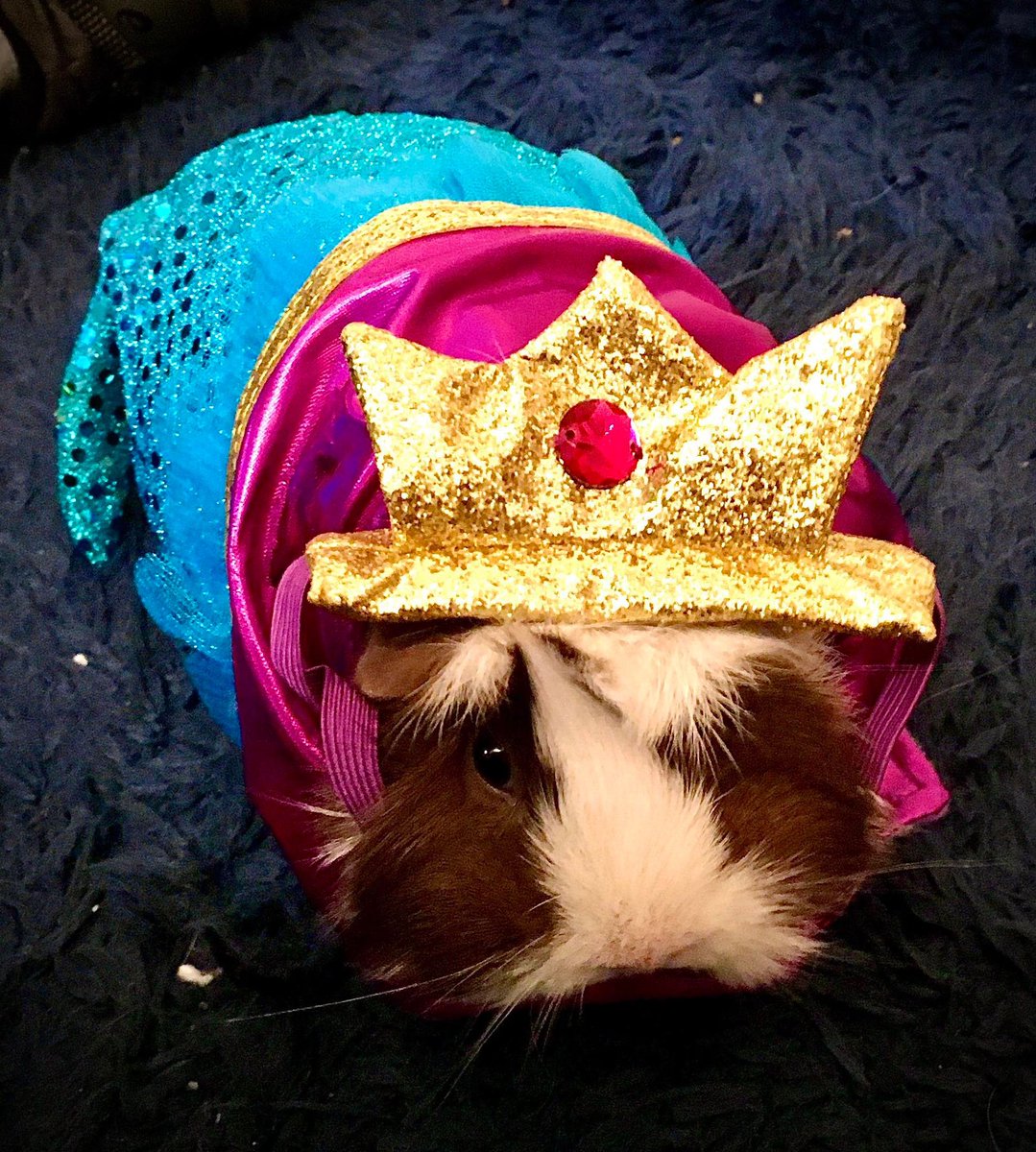 DracotheCupcake's tweet photo. Here is my entry for the #SmallinShow #Contest by @KayteeBrand! These are my two piggies, Rosie and Sara, though Sara is sadly no longer with us. Disclaimer: Not all guinea pigs like costumes, though my pigs are fine with them. Be careful putting costumes on pigs! https://t.co/fpIWkxX6v5
