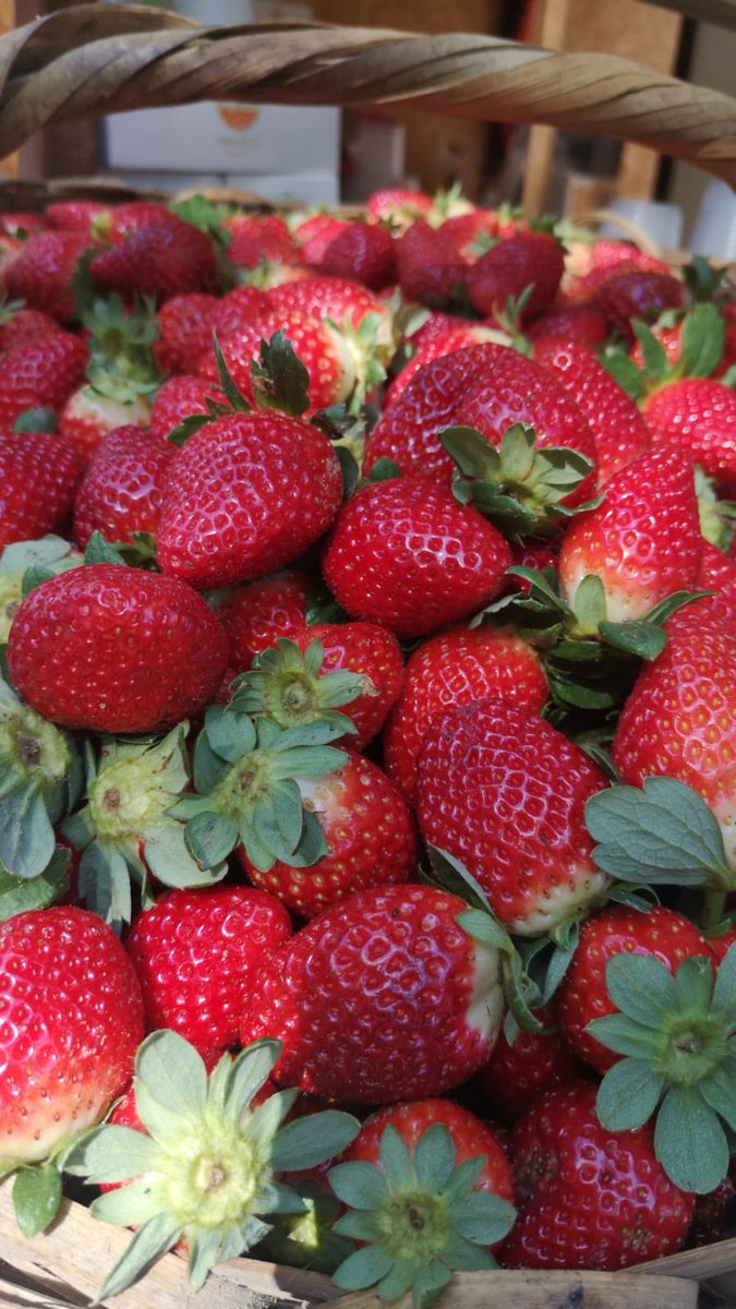 NATHY0903's tweet photo. LAS MEJORES FRUTILLAS DEL CONDADO 37.000Gs el kilo, con delivery (costo dependiendo de la zona). Pedido al 0981-801333 https://t.co/eiOjfVLJEY