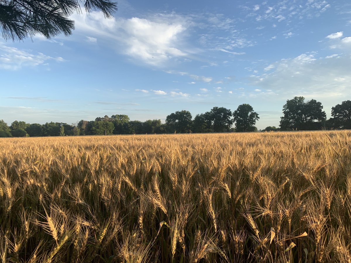 redodds's tweet photo. We are about a week away from wheat harvest. We used a drone to apply fungicide.  First time in 25 years since we have grown wheat. https://t.co/RBV08y5VUz