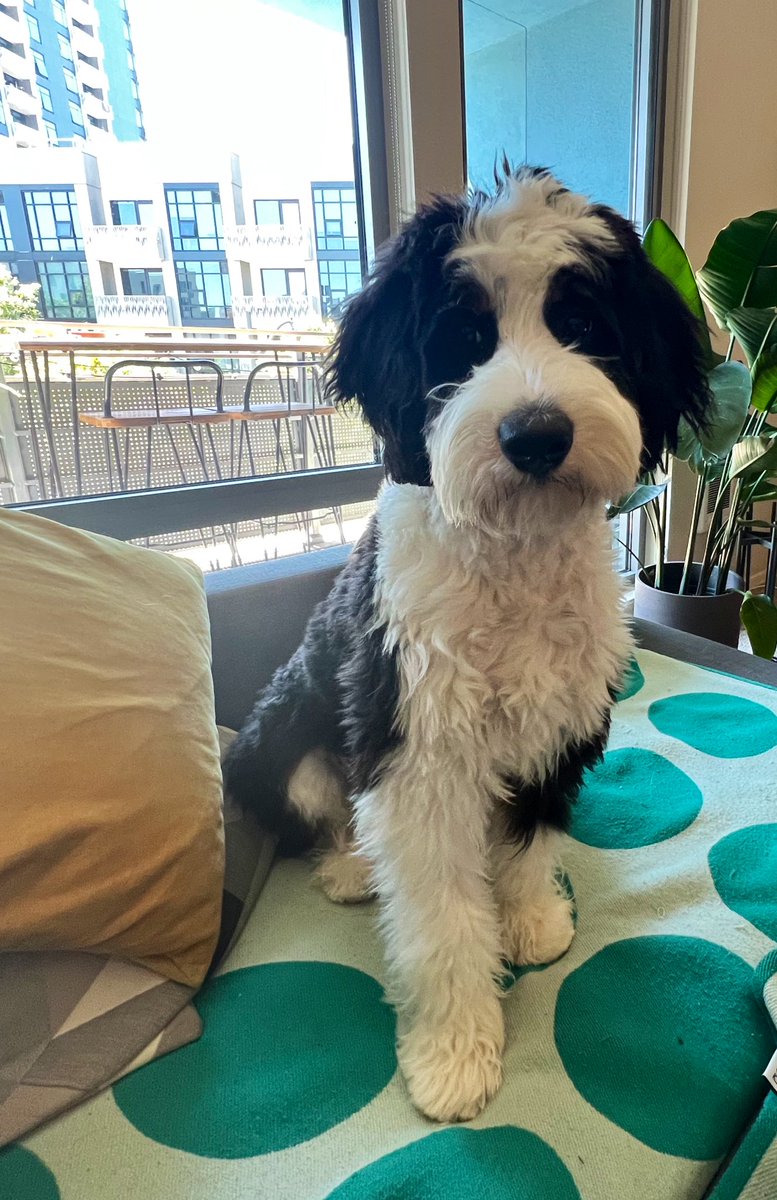 Frankie the Bernedoodle tweet media