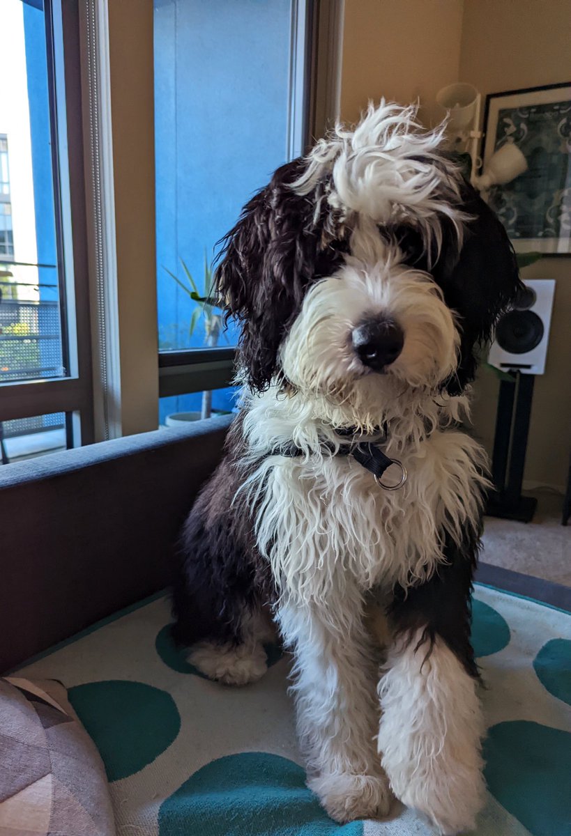 Frankie the Bernedoodle tweet media