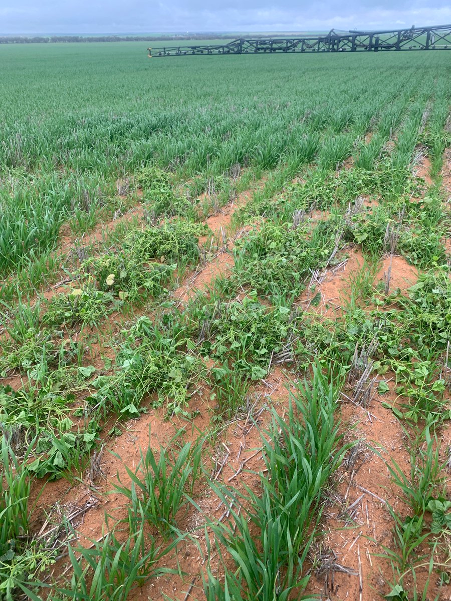 rynontan_ryan's tweet photo. Paradigm plus LVE , 48hrs after application. Looks like money well spent! https://t.co/qQR80HaiP0