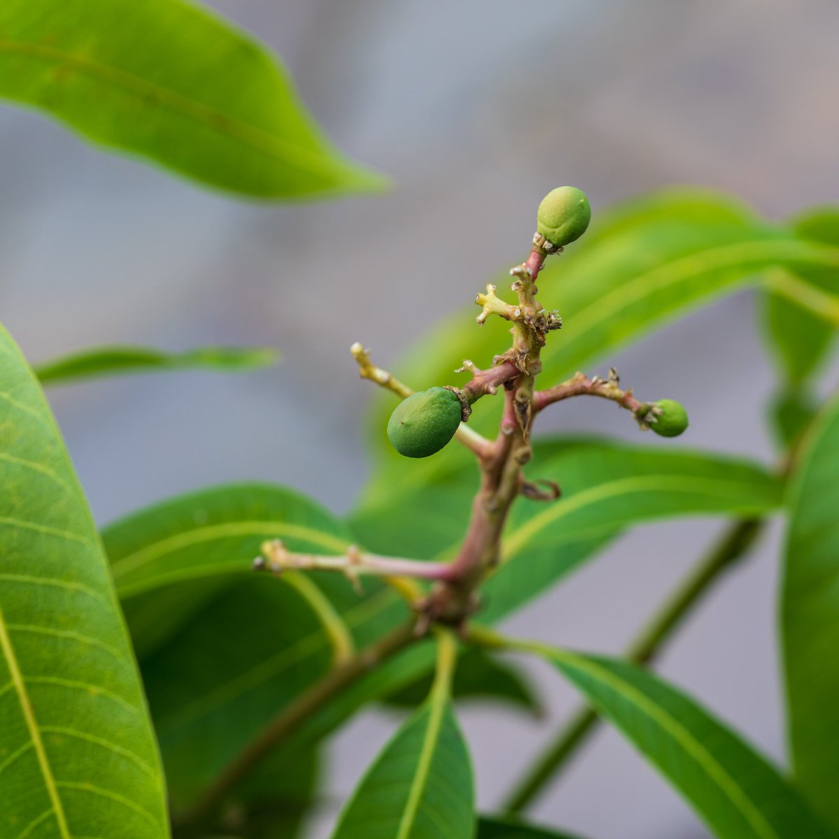 I’ve got a little Alphonso Mango tree and I’m ridiculously excited that it appears to be fruiting for the very first time! instagram.com/p/CfF7OnaLPKX/