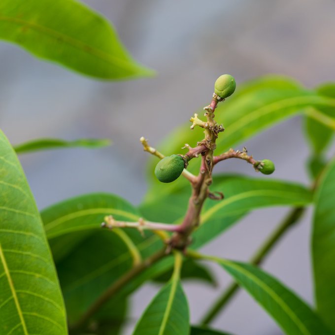 I&rsquo;ve got a little Alphonso Mango tree and I&rsquo;m ridiculously excited that it appears to be fruiting for<a href="/tag/avengersendgame"class="tags"><span>#avengersendgame</span></a>