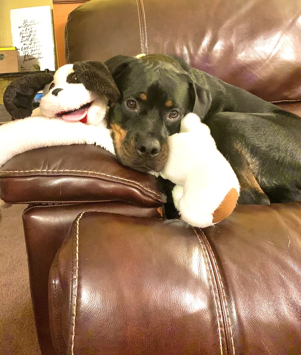 krislight65's tweet photo. These are the Lighthouse family “Best in Show” #BestAtHomeContest https://t.co/U1XIfLNYmt