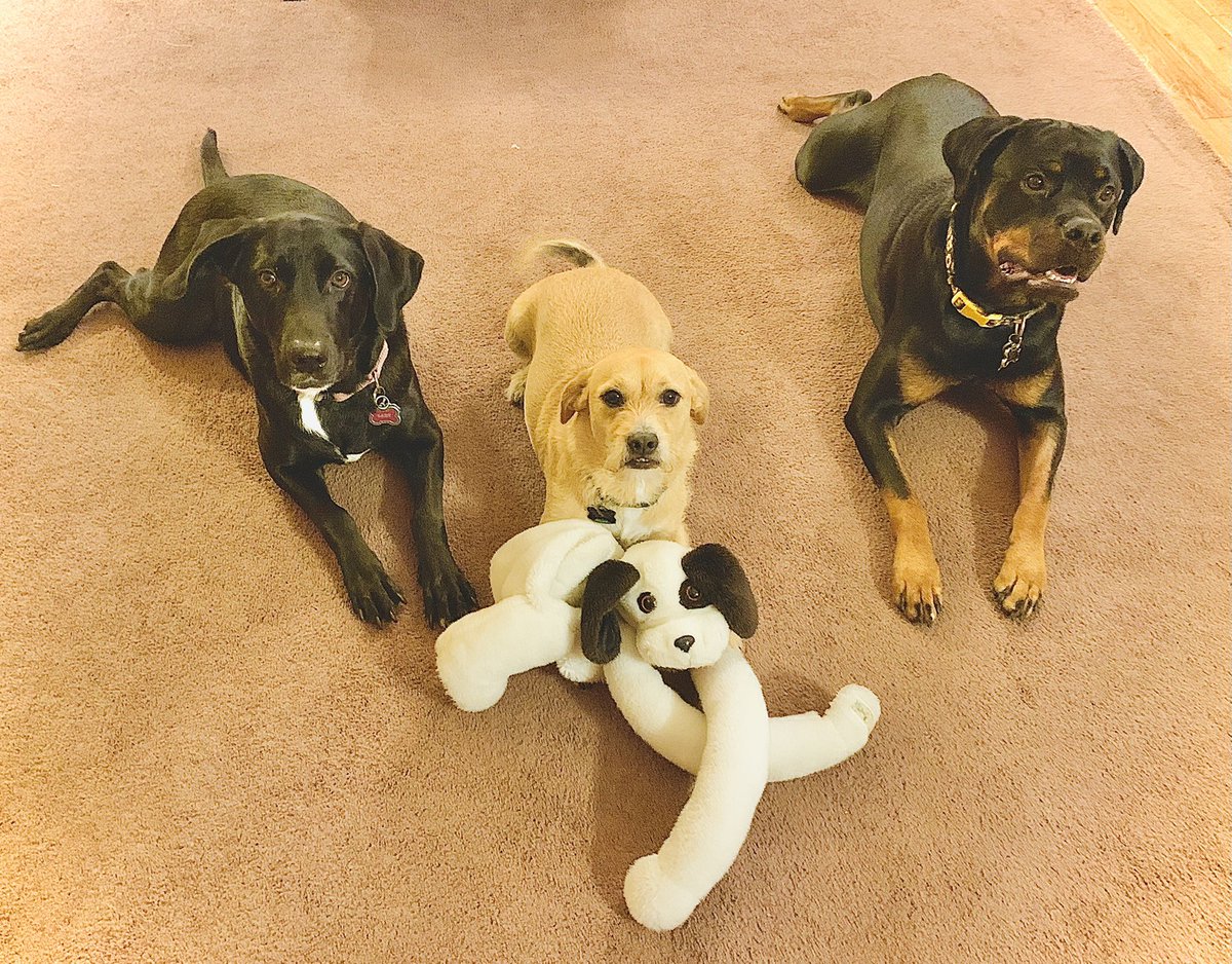 krislight65's tweet photo. These are the Lighthouse family “Best in Show” #BestAtHomeContest https://t.co/U1XIfLNYmt