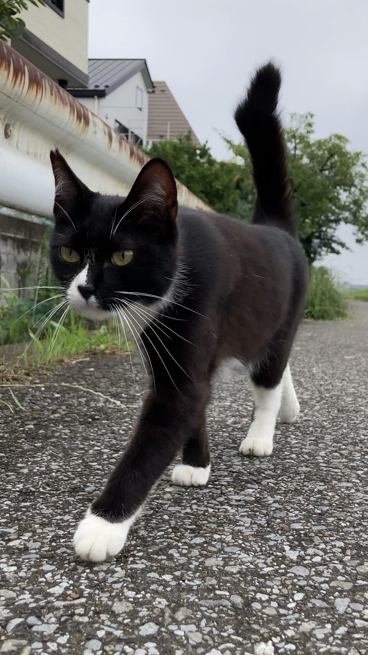 Follow 猫心 ねこころ S Nekokolo28 Latest Tweets Twitter