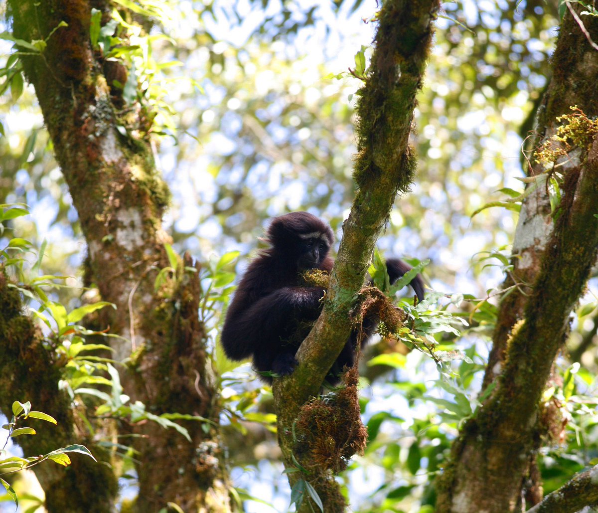 Happy World Rainforest Day!! 🌏🌿✨

Rainforests are essential to climate regulation and carbon absorption/storage. Their network of trees pump carbon dioxide out of the atmosphere and store it in trees and soils where it is safely captured and used by living organisms!