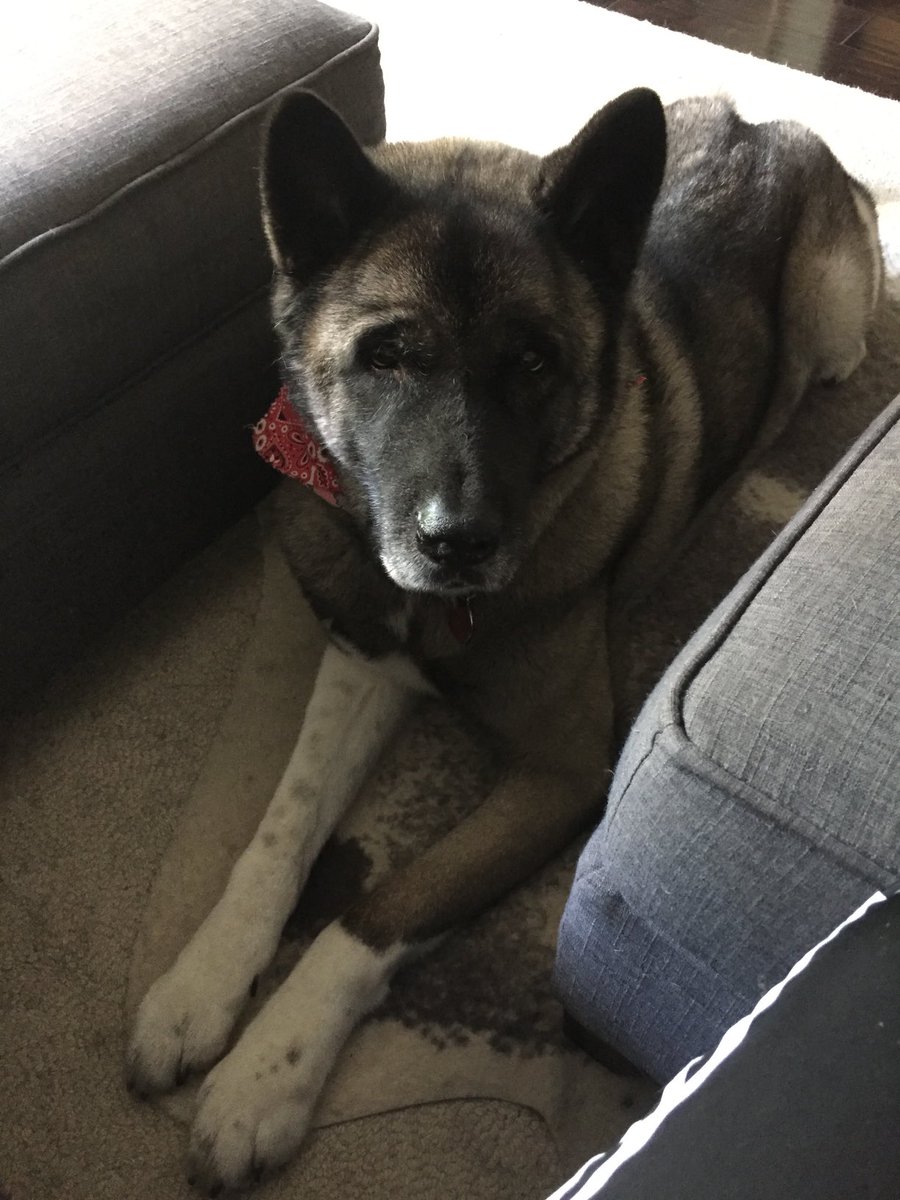 WizCalista's tweet photo. Ziggy

#akita Arlo

#westminsterdogshow2022 #homedepot #bestathomecontest #wkcdogs #dogs #wesminsterdogshow https://t.co/pqZYglzpbX