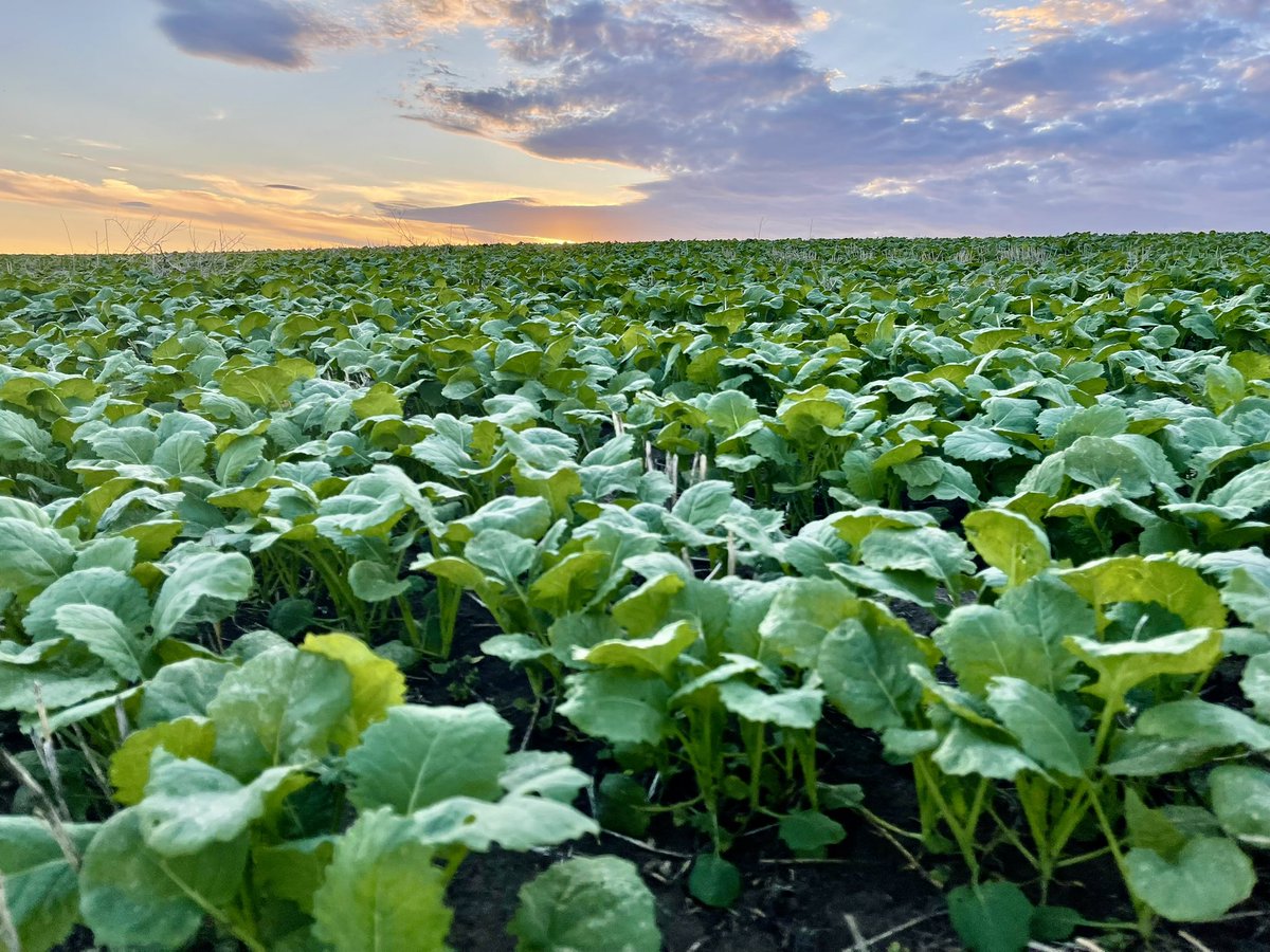 Canola doing it’s thing! Beautiful evening in the field.