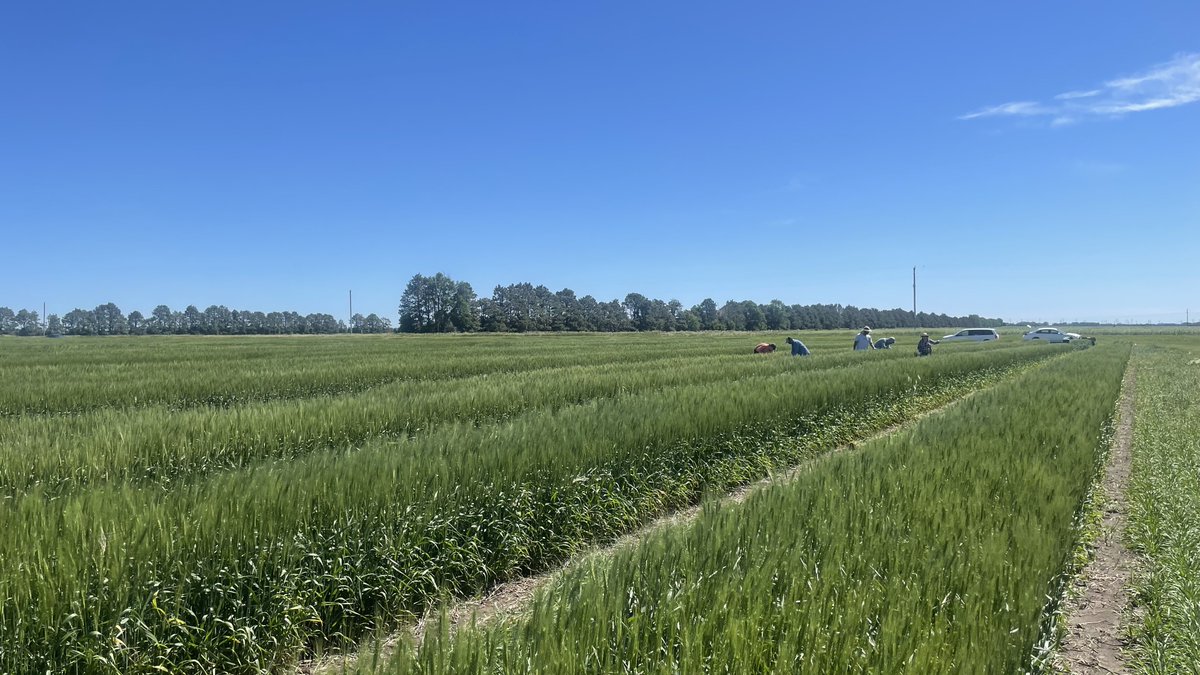 WheatInnovation's tweet photo. Great day to work on seed increases at Aurora farm. Thanks, #TeamWheat https://t.co/6Q0B488rie