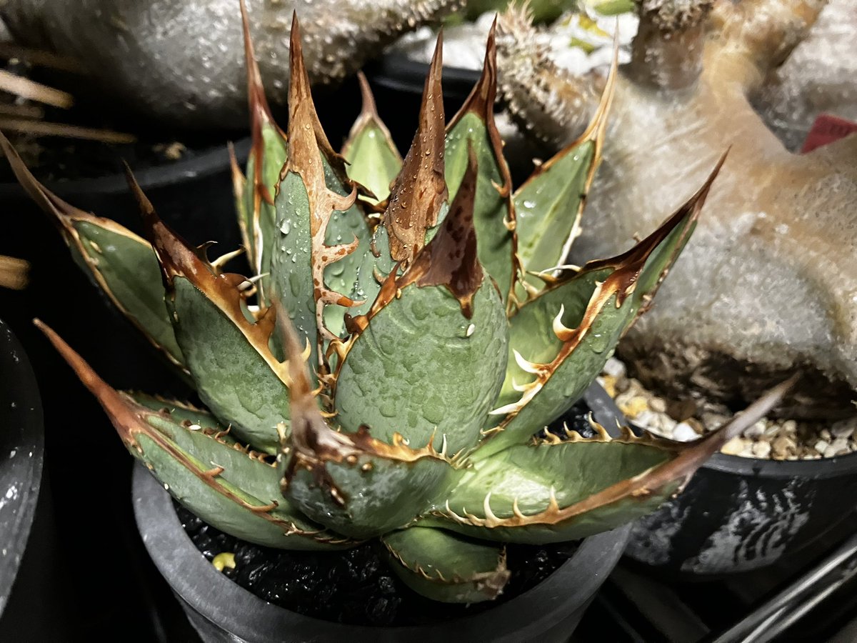 SGmk2's tweet photo. Agave ghiesbreightii💥
#gp_sp https://t.co/xIgPSqCdMx