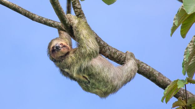 blitzkreigm's tweet photo. This is a three-toed sloth 

It's the slowest mammal in the world, it moves at 0.24 km/hour 

It would take this sloth about 2500 hours or 105 days to traverse the entire spread of the Mumbai city 

The only thing slower than this sloth is the pace of Infra construction in Mumbai https://t.co/LgsYTVxQ1N