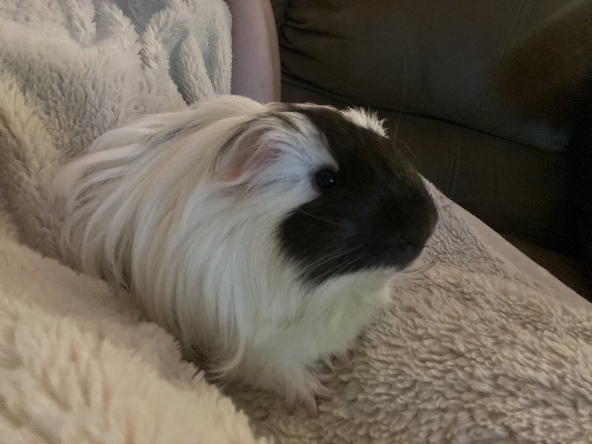 lizzyloxy's tweet photo. @likedaylightxx I have two Guinea pig brothers, Beans and Franklin 🥹 https://t.co/hQZFu8Ekd5