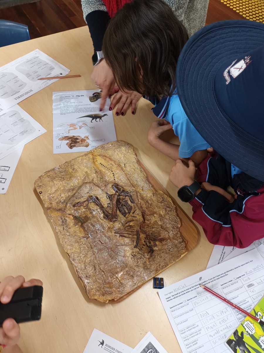 🦖 This program was 'just right' for the gifted students at St Columba's Primary! They helped Goldilocks on a paleontological quest to identify an impressive line-up of dinosaurs.