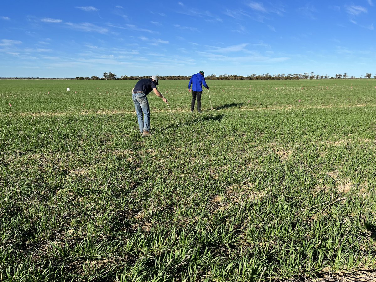 Good discussions to be had at our Showpiece site in Yelbeni looking at herbicide mixes 🌾 

Contact Joel Lancaster for more details 📞 

<a href="/BASF_Agro_Au/">BASF Agricultural Solutions Australia</a> <a href="/Bayer4CropsAU/">Bayer AU 🇦🇺 | Crop Science</a> <a href="/FMCANZ/">FMC ANZ</a> <a href="/SyngentaANZ/">Syngenta ANZ</a> 
<a href="/MattWillisAg/">Matt Willis</a> <a href="/OwenLangley19/">OwenLangley</a>