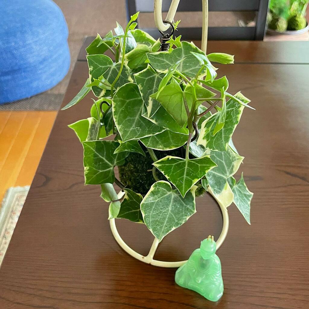 マーガレットアイビー Twitter Search Twitter