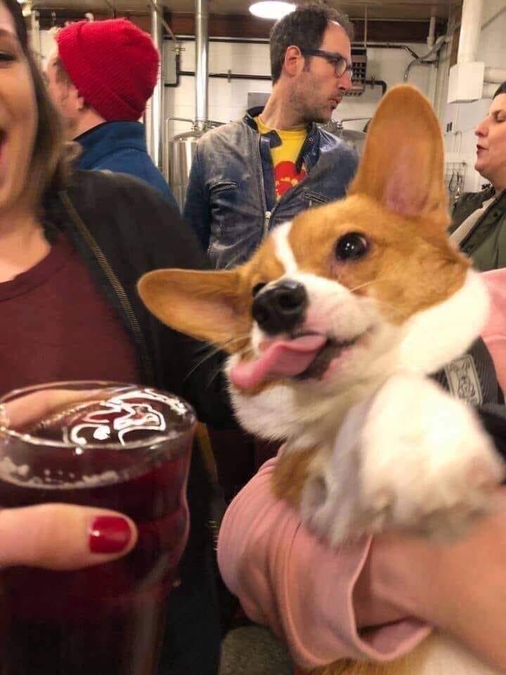 what kind of dog is this (@genius_dogs) on Twitter photo 