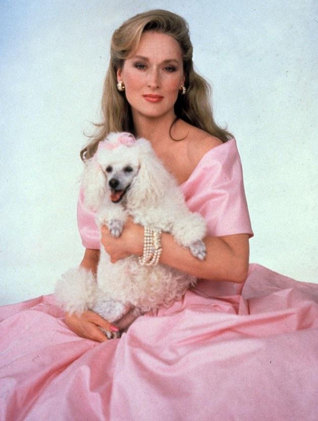 Happy birthday to Meryl Streep and this  poodle 