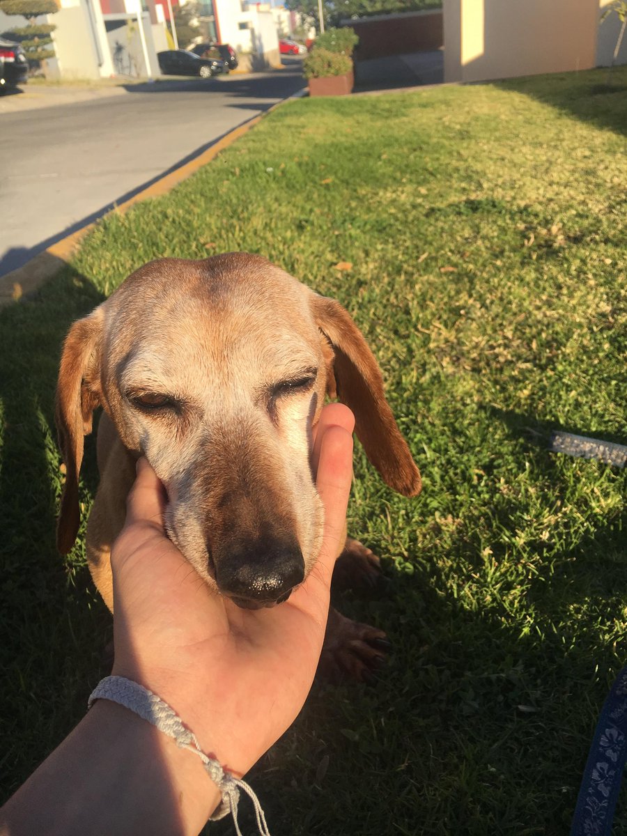 El_RickyRiver's tweet photo. Estuviste ahí cuando comenzaba a correr y pude estar ahí cuando dejabas de caminar. Gracias por 18 años de compañía https://t.co/iL5PLIfWyf