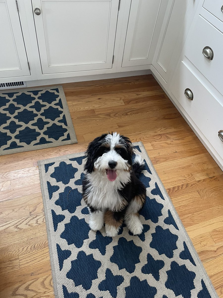 calywendel's tweet photo. @chelseacutler Birdie is a big fan https://t.co/WBmil2Dld5