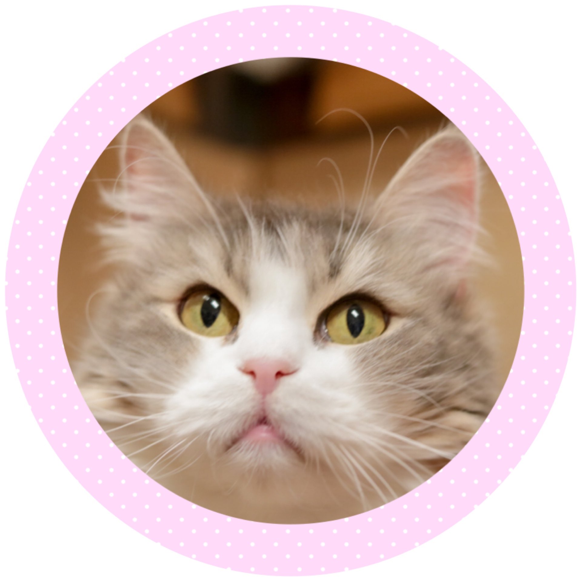 猫カフェキャッチー 猫barやってるよ Catcafecatchy Twitter
