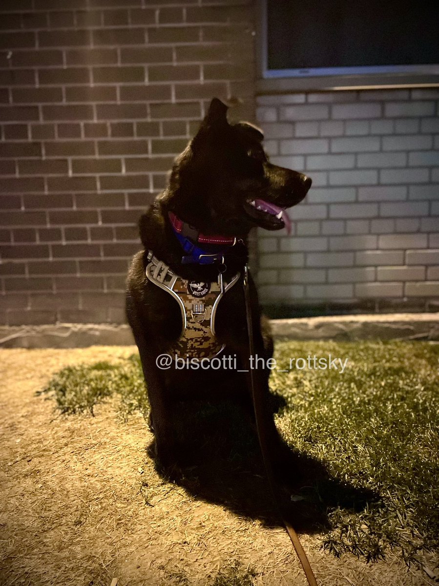 Biscotti tweet media