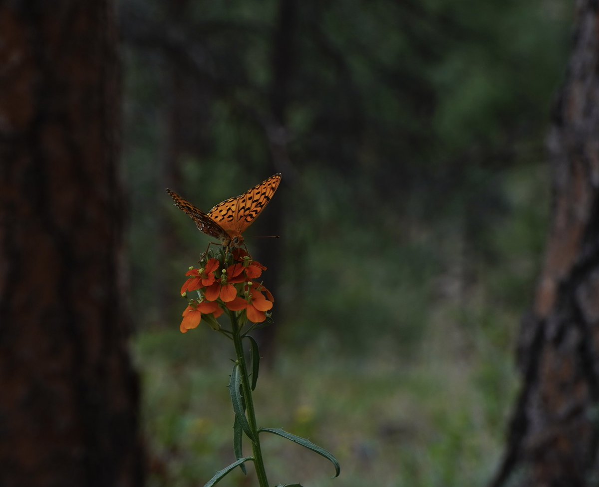 A fritillary resting on a color matched western wallflower (Erysimum capitatum)