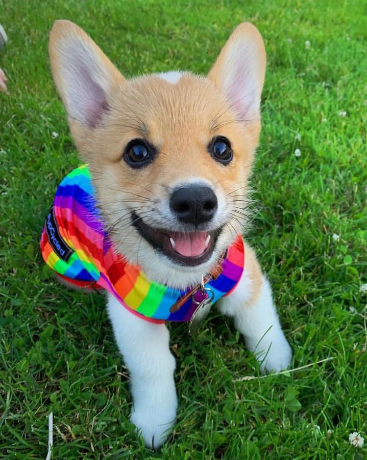 dog_rates's tweet photo. This is Dany. She's a very supportive cutie. Also happens to be the cutest supporter. 13/10 https://t.co/3cnu7VFRE1