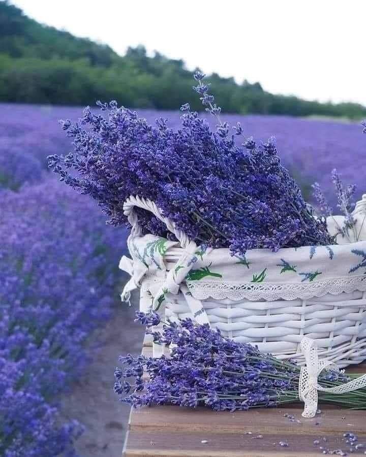 I love the scent of lavender 
Faint dream-like smell ❤️