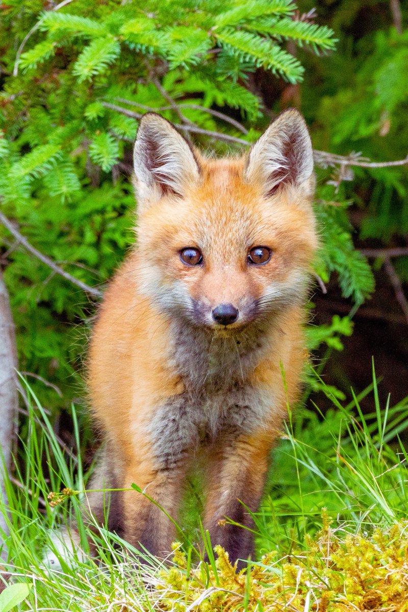 sidequestnb's tweet image. Wa-pa-pa-pa-pa-pa-pow. #ExploreNB #ShareCanGeo #FoxOfTheDay