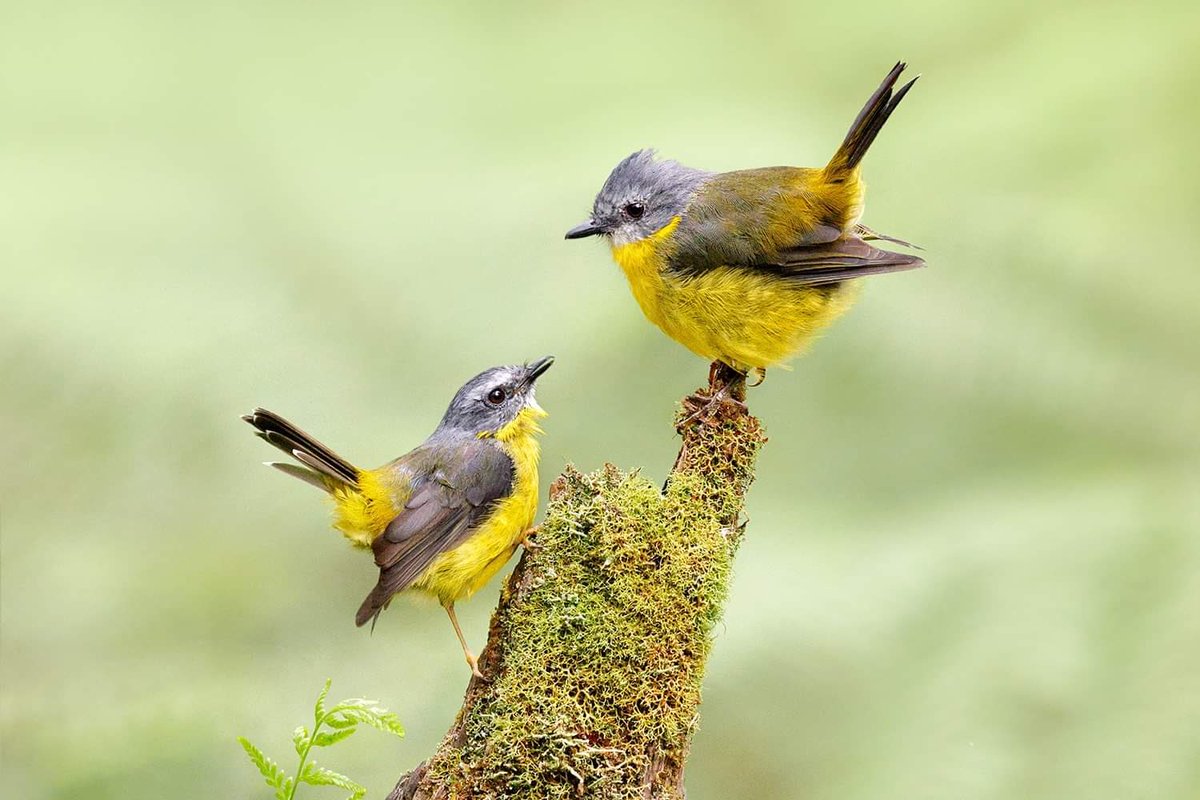 Jan Wegener tweet media