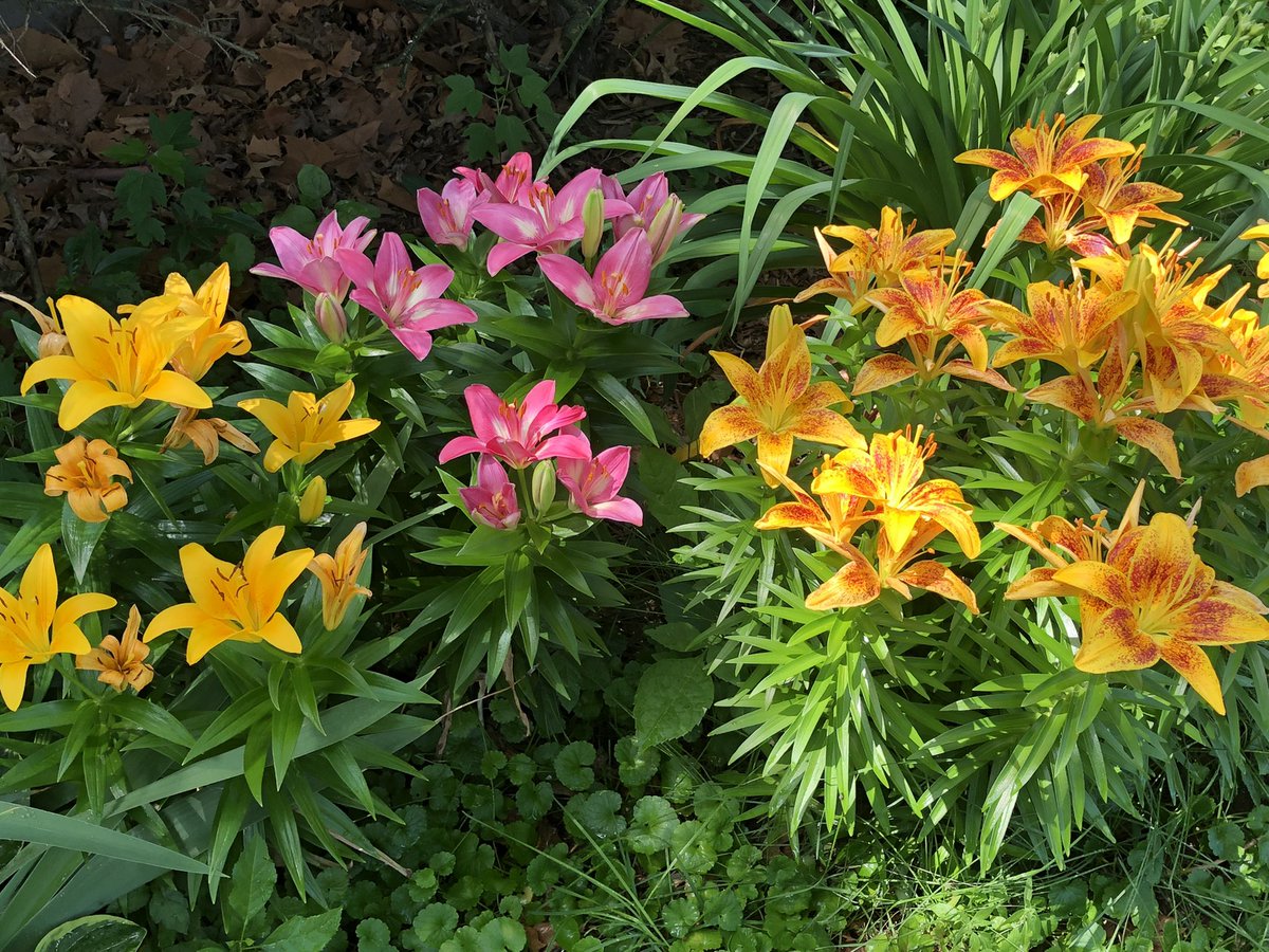 Happy First Day of #Summer from our garden in #DavenportIowa <a href="/weatherchannel/">The Weather Channel</a> <a href="/JenCarfagno/">Jen Carfagno</a> <a href="/BobVanDillen/">Bob Van Dillen</a>