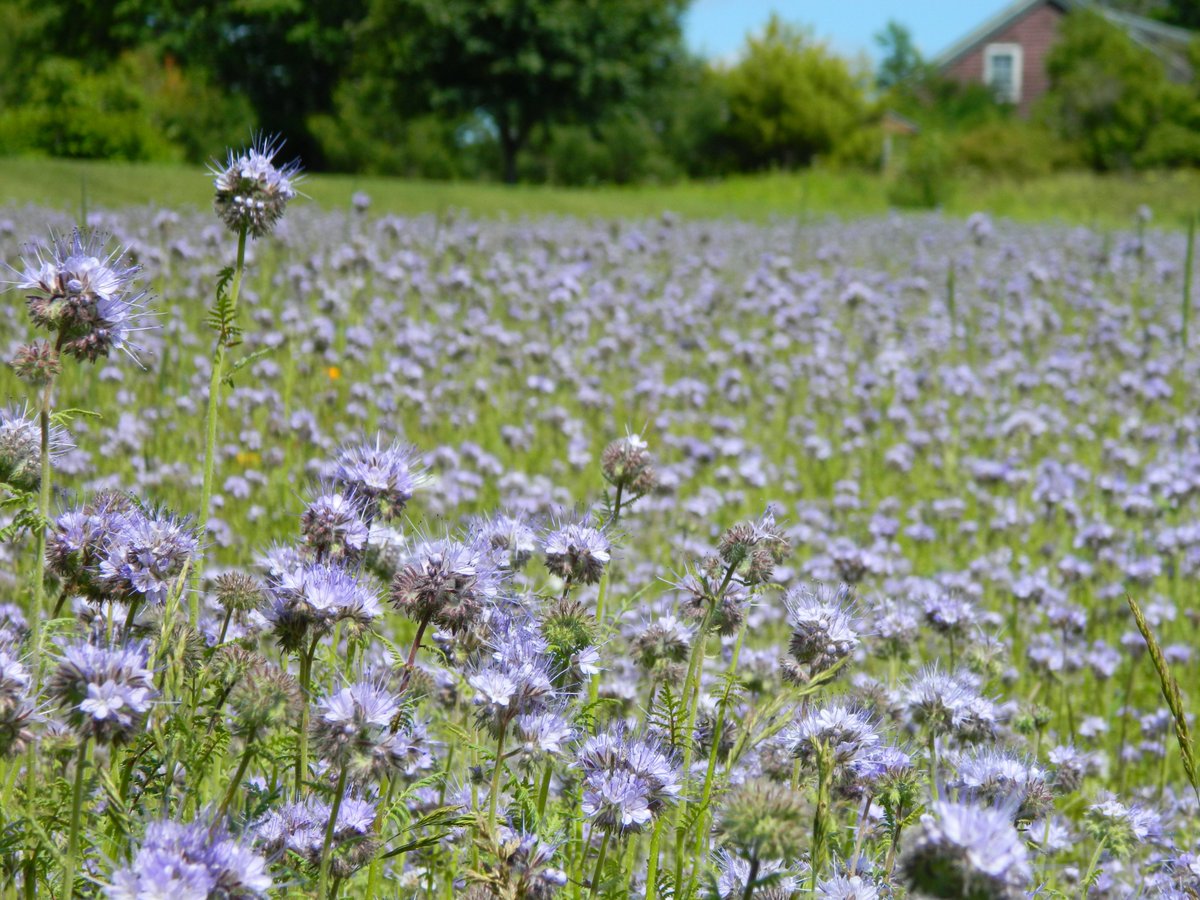 Our purple meadow (Lacy phacelia). The honeybees and natural pollinators are loving it. #Maine #bees #butterflies #honey #nativepollinators