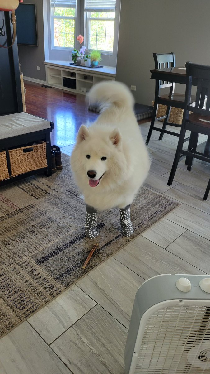 Ocyla's tweet photo. Trying nonslip socks on Coda, he was a good sport! #samoyed #samoyeddog https://t.co/ObdX6AoKOo