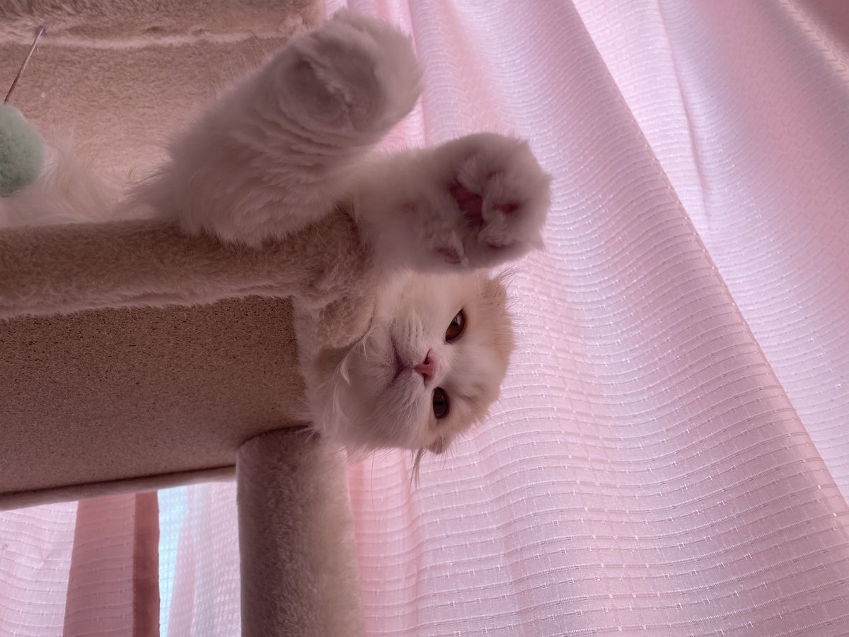 お手手見せつけてくる…
#猫
#猫がいる生活 
#猫好きさんと繋がりがりたい