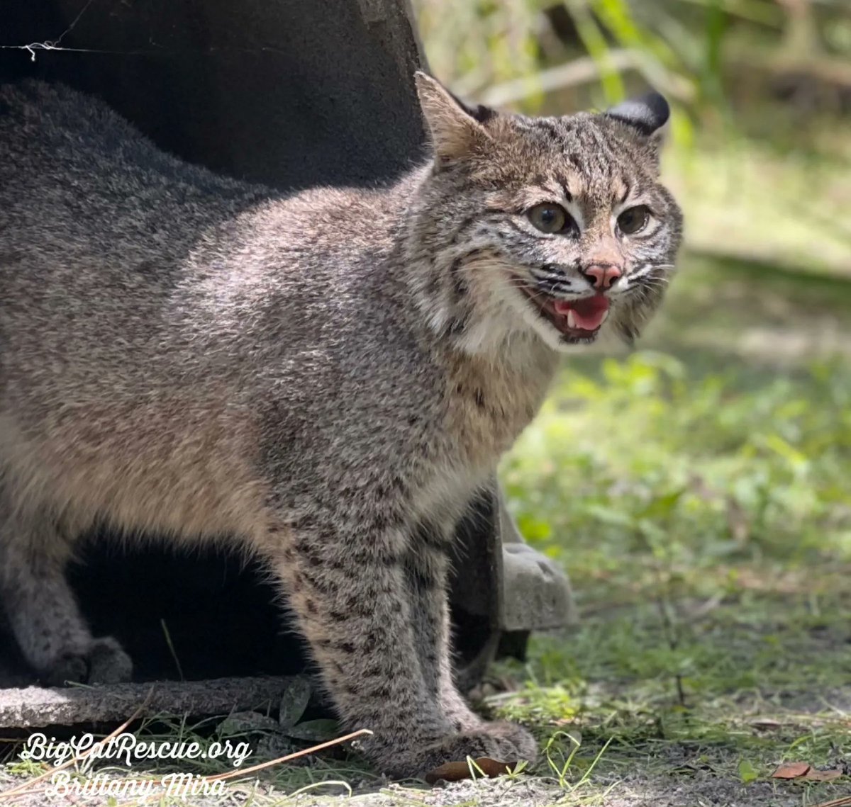 BigCatRescue's tweet photo. Good night Big Cat Rescue Friends! 🌙
It’s the first day of Summer and our Little Princess Summer bobcat is spending her first night in her new enclosure in the sanctuary! 

#GoodNight #BigCats #BigCatRescue #Rescue #Bobcat #NewHome #Sanctuary #Happy #Cats #Tiger #CaroleBaskin https://t.co/RAvwX3tbk7
