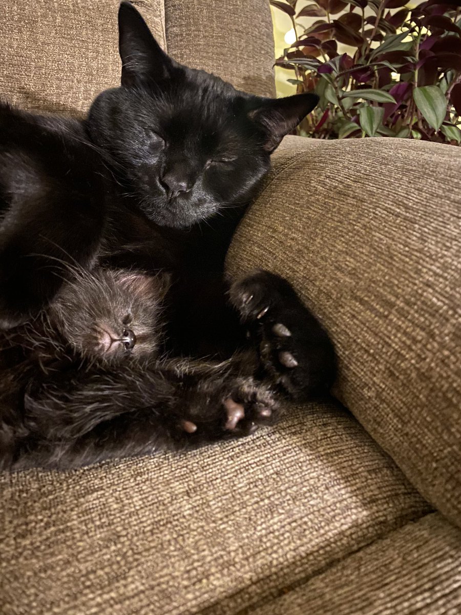 Justin Thomas tweet media