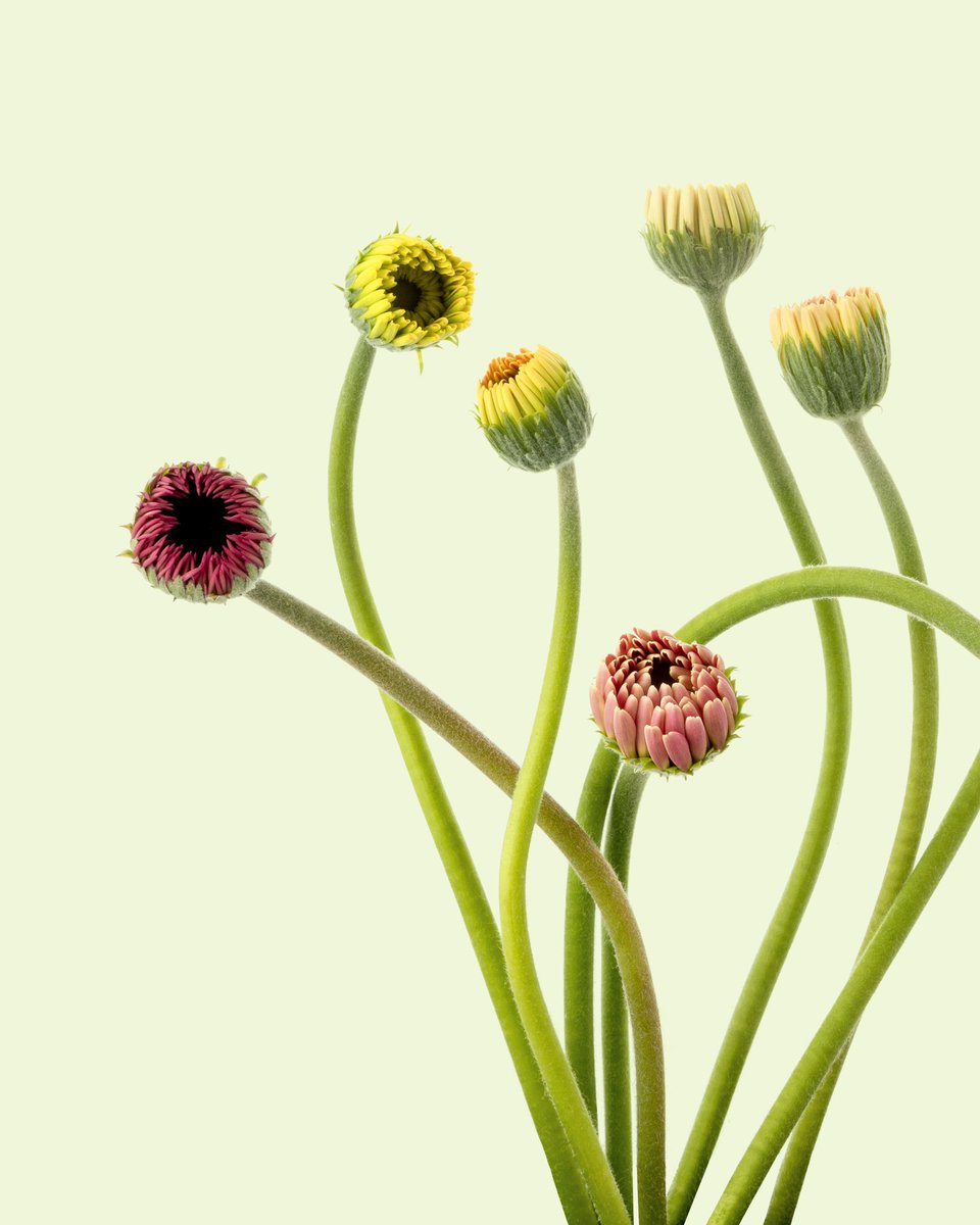 flovvers_io's tweet photo. 🌸 NEW DROP 🌸
LOVERS
#18 Gerbera
#19 Allium
Price: 0.1 eth / ERC-721
https://t.co/PBJadu1XHJ…
#flovvers #フラバーズ #metaart #gift
#NFT #NFTCommunity #NFTProject https://t.co/UWbqtV0zQE