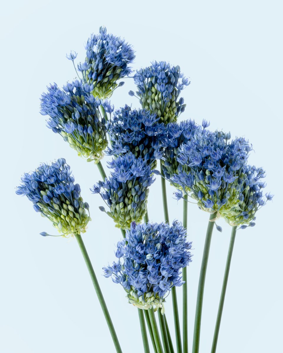 flovvers_io's tweet photo. 🌸 NEW DROP 🌸
LOVERS
#18 Gerbera
#19 Allium
Price: 0.1 eth / ERC-721
https://t.co/PBJadu1XHJ…
#flovvers #フラバーズ #metaart #gift
#NFT #NFTCommunity #NFTProject https://t.co/UWbqtV0zQE