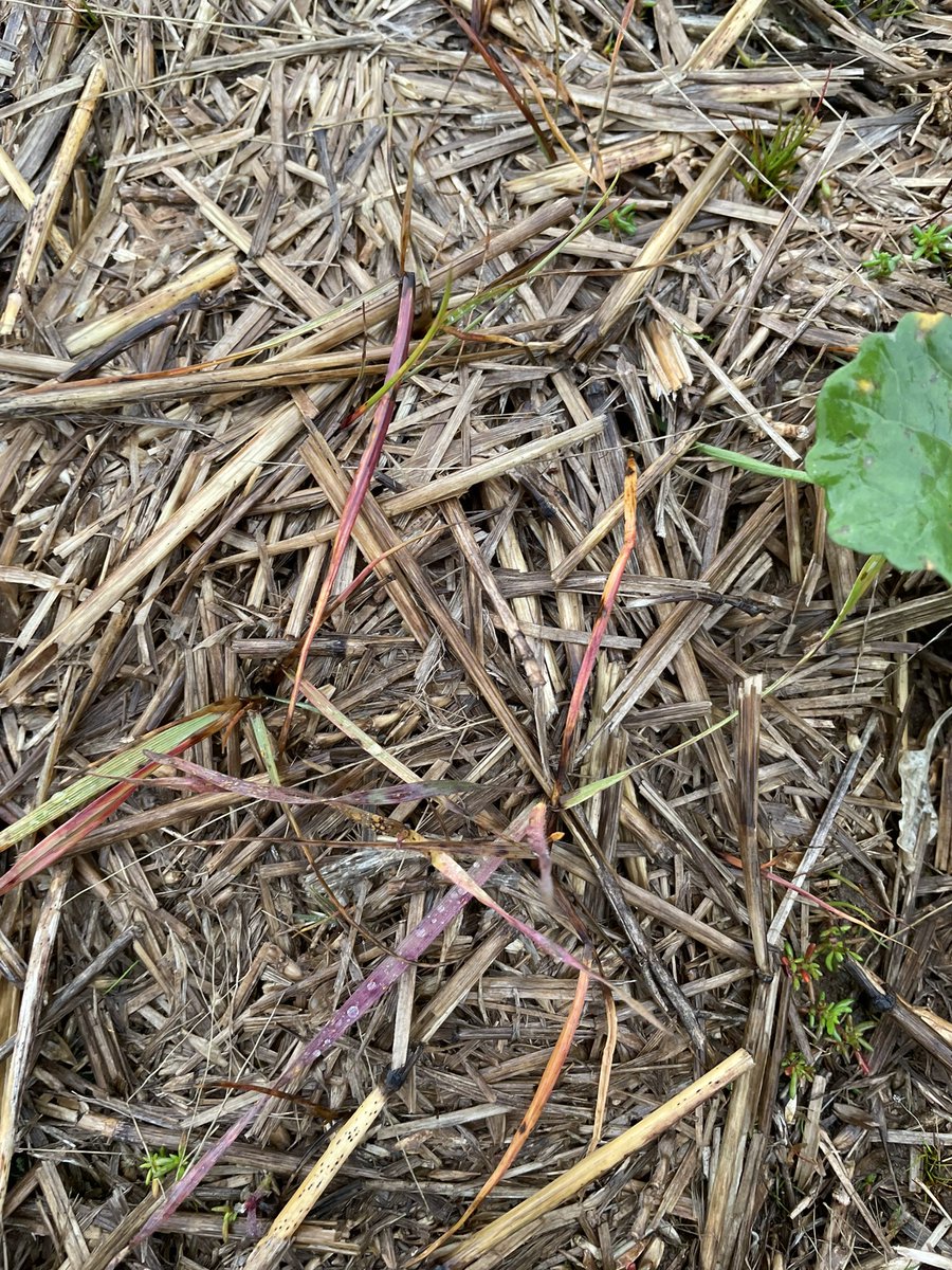 Chris Bell tweet media