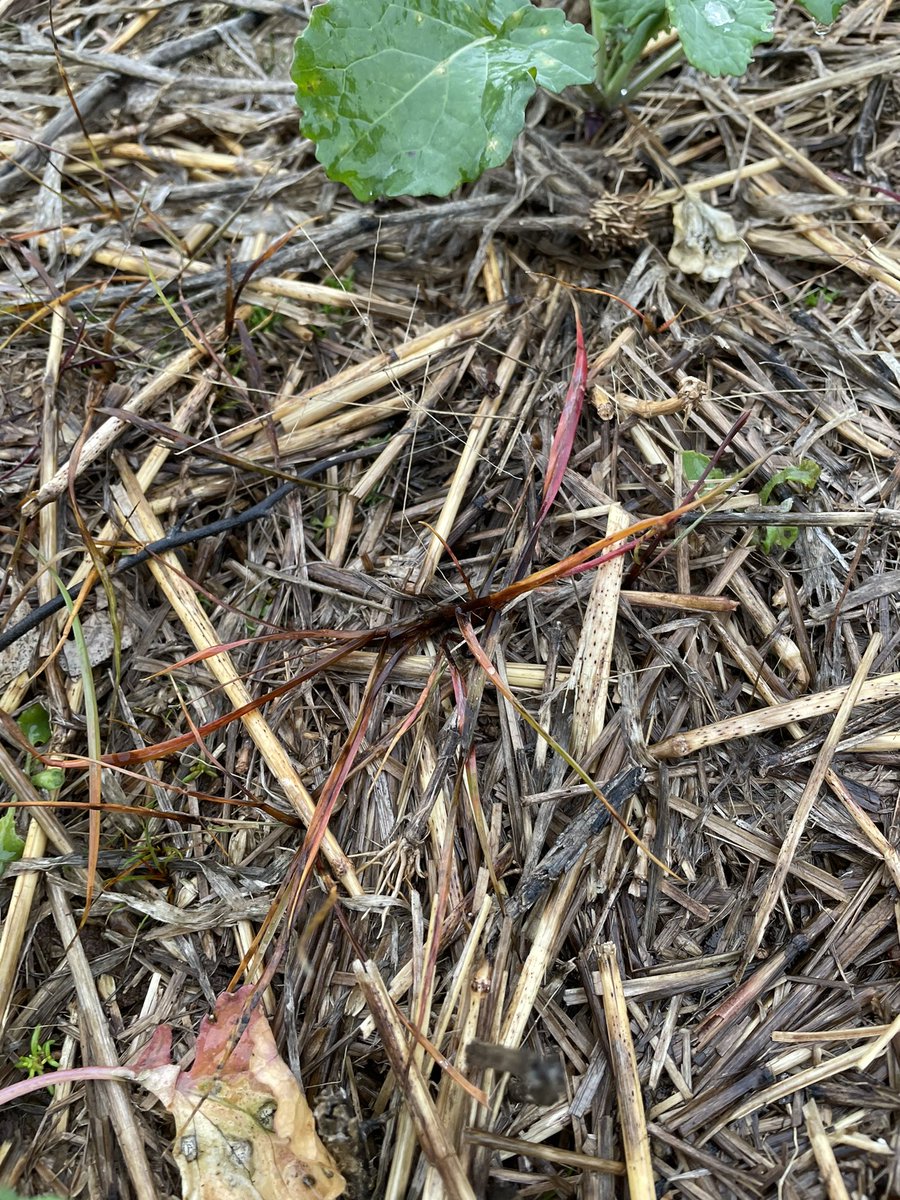 Chris Bell tweet media