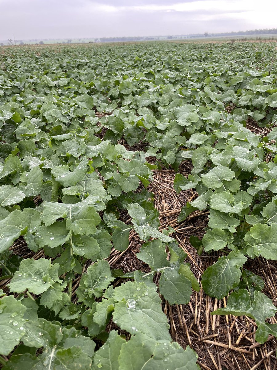 Chris Bell tweet media