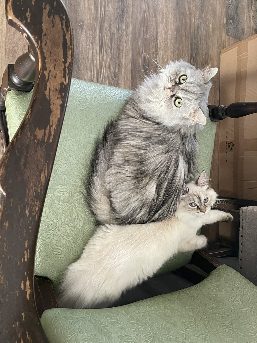 <a href="/relicofthepast/">Relic of the Past Podcast</a> <a href="/PenanceRPG/">Penance RPG 🐉 🏳️‍🌈 🐀</a> <a href="/WebWitch81000/">👾 Nearly Blind Nut is Back?! 😹</a> <a href="/StackODice/">Stack 🌻 Dice</a> <a href="/AnitaBridges2/">Anita Bridges</a> <a href="/xb0shi3x/">Brandalf the Blonde</a> <a href="/tykashow/">🐋</a> <a href="/DeGustafson/">Derek Gustafson (he/him) is Catface Games</a> <a href="/pwp_dnd/">🪄Power Word: Play🔥</a> <a href="/adora_belleD/">🇬🇧🇳🇿</a> <a href="/Stories_bySarah/">Sarah Danielle</a> <a href="/NSFWActualPlay/">Not Safe For Wizards</a> @DangerDames @TheDice_Casters <a href="/brainytherpgcat/">Brainy The RPG Cat</a> Wesley asking could you please tell this new small thing that this is my chair…