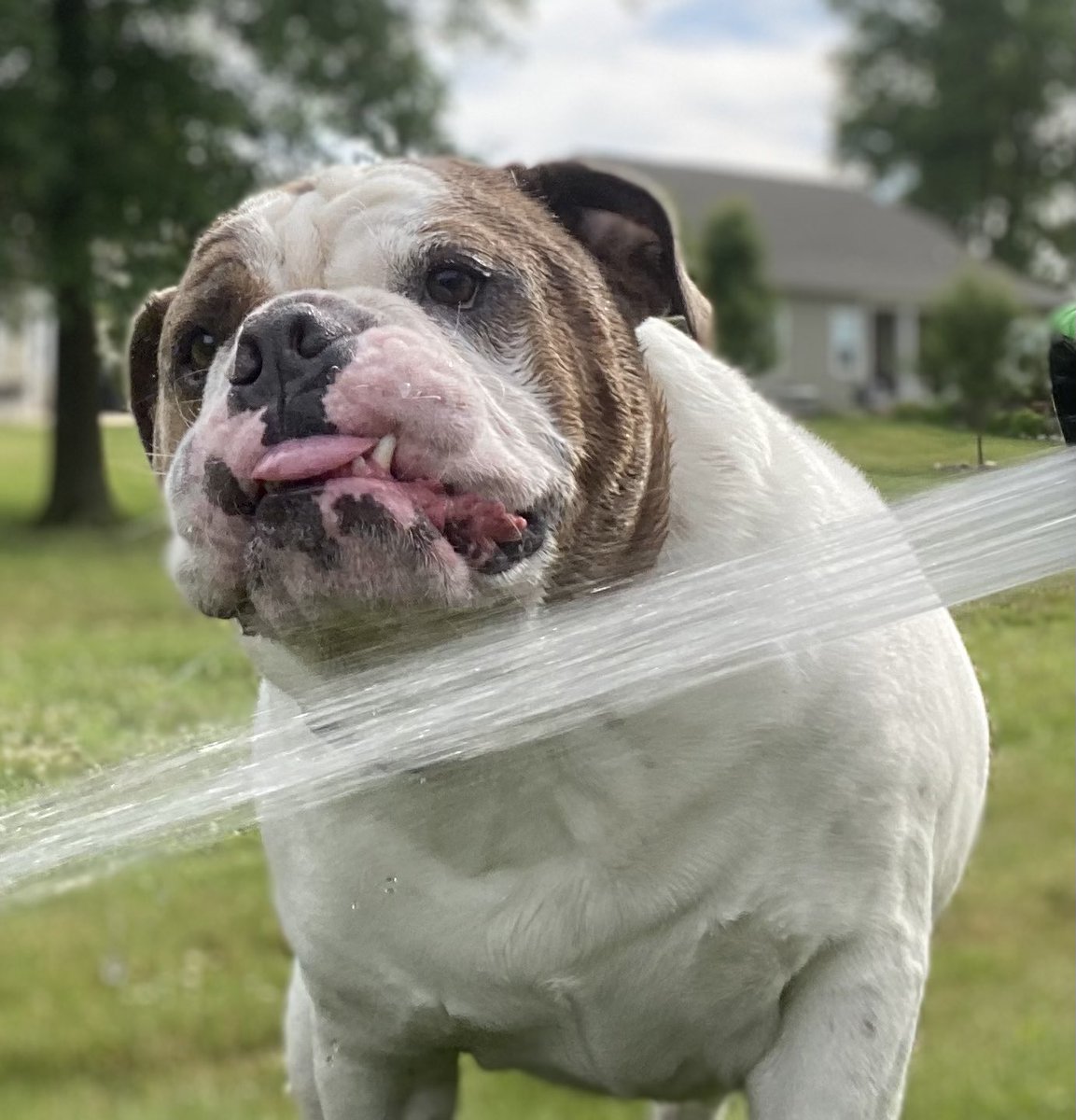 chicharrn13's tweet photo. Hello friends!  Trying to stay cool today with some water fun ☀️ 💦.  Happy tongue out Tuesday!  🐶 #itshotout #dogsoftwitter #tonguesout #englishbulldog #DogsOnTwitter #ToT #chicharrón https://t.co/EteeqokBz6